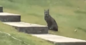 猞猁